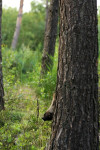 Wild zwijn achter boom, Veluwe